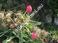 Tulipa 'Couleur Cardinal'