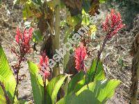 Canna edulis Ker.