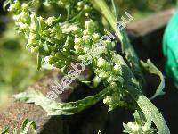 Artemisia tournefortiana Rchb.