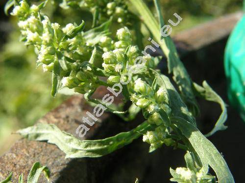 Artemisia tournefortiana Rchb.
