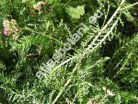 Achillea pratensis Saukel et L. (Achillea pratensis Saukel et Lnger)