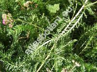 Achillea pratensis Saukel et L. (Achillea pratensis Saukel et Lnger, Achillea millefolium agg.)