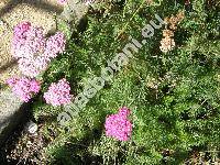 Achillea pratensis Saukel et L. (Achillea pratensis Saukel et Lnger, Achillea millefolium agg.)