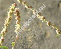 Chenopodium pedunculare Bertol. (Chenopodium album agg.)