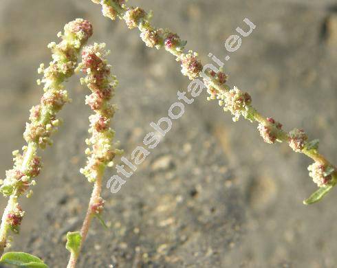 Chenopodium pedunculare Bertol. (Chenopodium album agg.)