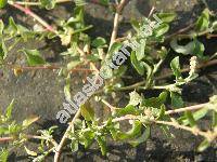 Chenopodium pedunculare Bertol. (Chenopodium album agg.)