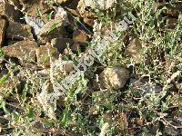 Chenopodium pedunculare Bertol. (Chenopodium album agg.)