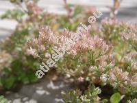 Polycarpon tetraphyllum (L.) L.