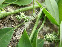 Chenopodium berlandieri Moq. subsp. zschackei (Chenopodium album agg.)