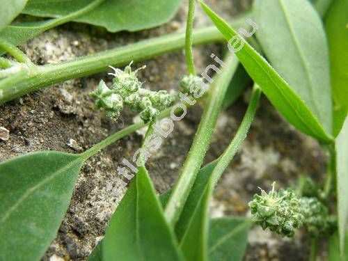 Chenopodium berlandieri Moq. subsp. zschackei (Chenopodium album agg.)