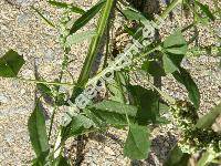 Chenopodium berlandieri Moq. subsp. zschackei (Chenopodium album agg.)