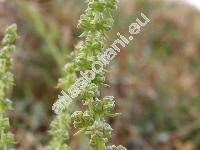 Beta vulgaris subsp. maritina (L.) Thell.) (Beta maritina L., Beta vulgaris var. perennis L.)