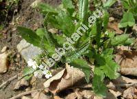 Arabis sagittata (Bertol.) DC.