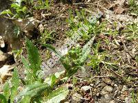 Arabis sagittata (Bertol.) DC.