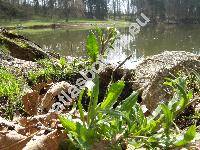 Arabis sagittata (Bertol.) DC.