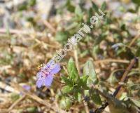 Anagallis arvensis f. azurea Hyl. (Anagallis phoenica Scop., Anagallis carnea Schrank)