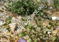 Anagallis arvensis f. azurea Hyl. (Anagallis phoenica Scop., Anagallis carnea Schrank)