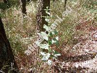 Hylotelephium telephium (L.) Ohba (Hylotelephium triphyllum (Haw.) Hol., Sedum telephium L.)