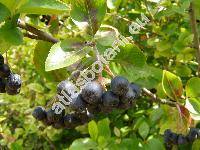 Aronia x prunifolia (Marschall)