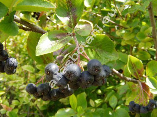 Aronia x prunifolia (Marschall)