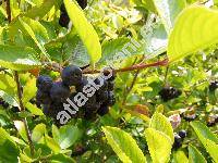 Aronia x prunifolia (Marschall)