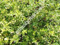Aronia x prunifolia (Marschall)