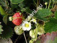 Fragaria 'Pendula'