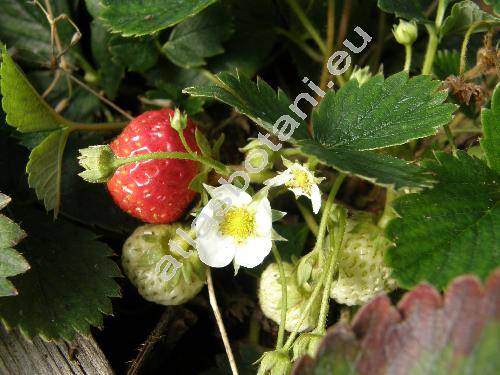 Fragaria 'Pendula'