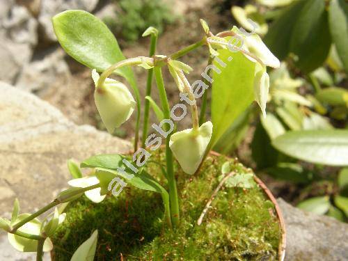 Urticularia alpina Jacq.