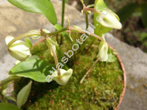 Urticularia alpina Jacq.