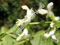 Stachys annua (L.) L.