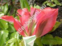 Tulipa 'Hollywood'