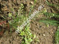 Lepidium ruderale L.