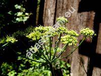 Petroselinum crispum Mill. convar. crispum (Petroselinum crispum (Mill.) Nym. ex Hill convar. vulgare (Nois) Danert)