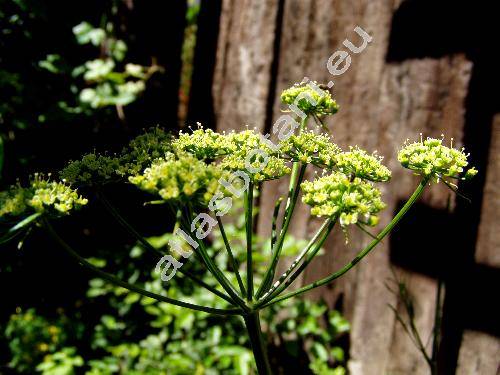 Petroselinum crispum Mill. convar. crispum (Petroselinum crispum (Mill.) Nym. ex Hill convar. vulgare (Nois) Danert)