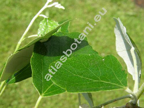 Populus alba L. (Populus bolleana Lauche, Populus nivea Villd., Populus major Mill., Populus pseudonivea Grossh.)