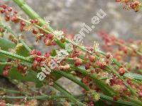 Rumex acetosella subsp. acetosella (Acetosella multifida (L.) . Lve, Acetosella multifida subsp. vulgaris (Fourr.) Kub.)