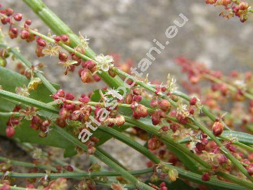 Rumex acetosella subsp. acetosella (Acetosella multifida (L.) . Lve, Acetosella multifida subsp. vulgaris (Fourr.) Kub.)