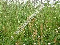 Rumex acetosella subsp. acetosella (Acetosella multifida (L.) . Lve, Acetosella multifida subsp. vulgaris (Fourr.) Kub.)