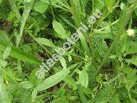 Rumex acetosella subsp. acetosella (Acetosella multifida (L.) . Lve, Acetosella multifida subsp. vulgaris (Fourr.) Kub.)