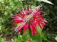 Monarda x hybrida 'Mrs. Perry' (Monarda didyma x Monarda fistulosa)