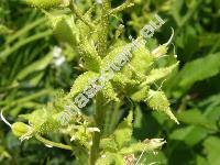 Dictamnus albus 'Albiflorus' (Dictamnus fraxinella Pers.)