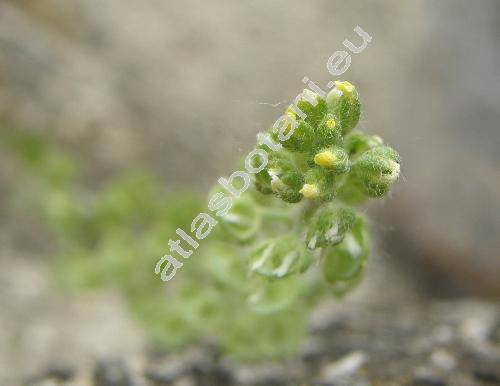 Alyssum alyssoides (L.) L. (Clypeola alyssoides L., Psilonema calycinum (L.) C. A. Mey.)