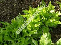 Lactuca sativa L. 'Dubacek' (Lactuca sativa var. capitata)