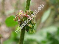 Rumex sanguineus L.