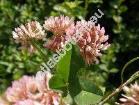 Trifolium repens L. f. roseum Peter. (Amoria repens (L.) C. Presl)