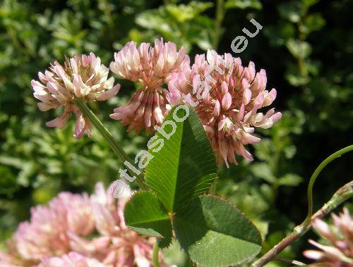 Trifolium repens L. f. roseum Peter. (Amoria repens (L.) C. Presl)