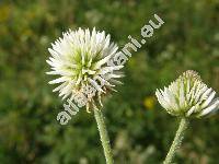 Trifolium montanum L. (Amoria montana)