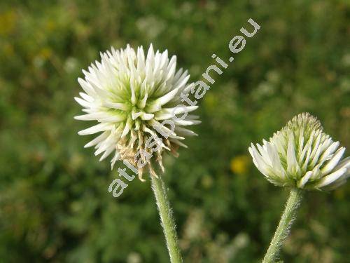 Trifolium montanum L. (Amoria montana)