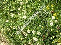 Trifolium montanum L. (Amoria montana)
